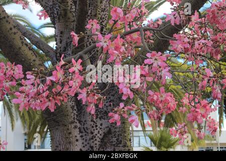 Schöne zarte rosa große Blumen Chorisia oder Ceiba speciosa wachsen auf einem Baum, dessen Rinde mit Stacheln bedeckt ist. Stockfoto