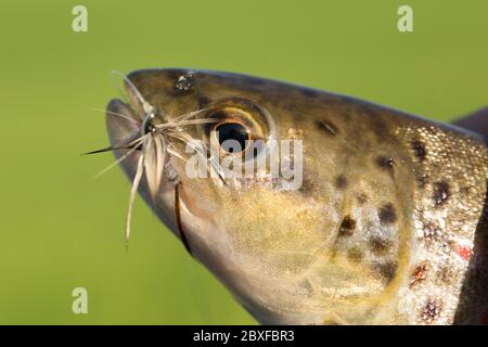 Eine wilde Bachforelle, Salmo trutta, fing trockenes Fliegenfischen mit einer Mayfly-Imitation während einer Mayfly-Luke. Dorset England GB Stockfoto