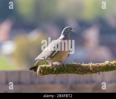 Eine einzige gewöhnliche Holztaube, Columba palumbus der Taube- und Taubenfamilie auf einem Barsch in einem britischen Garten Stockfoto