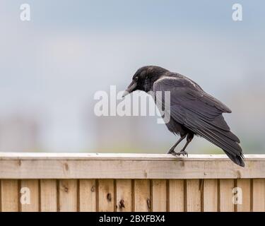 Eine einzige Singel-Aas-Krähe, Corvus corone, auf einem Barsch in Großbritannien Stockfoto