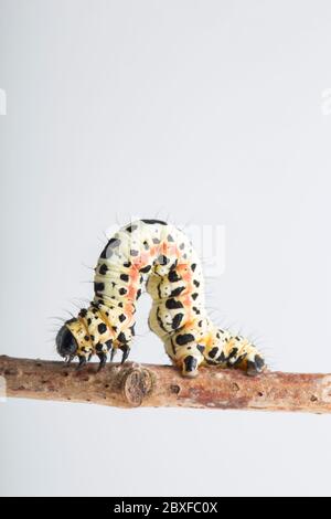 Ein Beispiel für die Raupe oder Larve des Magpie-Motten Abraxas grossulariata, fotografiert in einem Studio vor weißem Hintergrund vor der Veröffentlichung Stockfoto