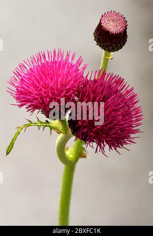 Die rote Blume einer Plume Thistle in Nahaufnahme. Stockfoto