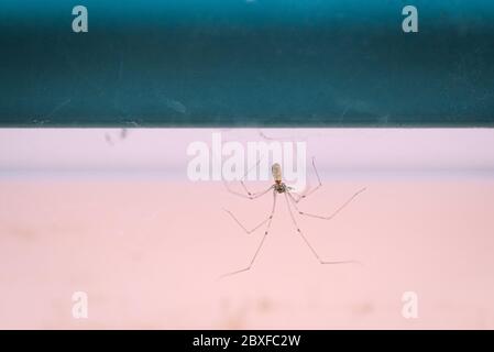 Lange, körperreiche Kellerspinne, Pholcus phalangioides, mit langen Beinen auf seinem Netz, das auf eine Beute wartet Stockfoto