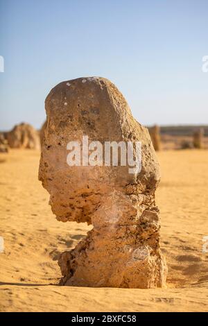 Ein Kalkstein-Stapel in der Pinnacles Wüste im Nambung Nationalpark nördlich von Perth in Western Australia Stockfoto