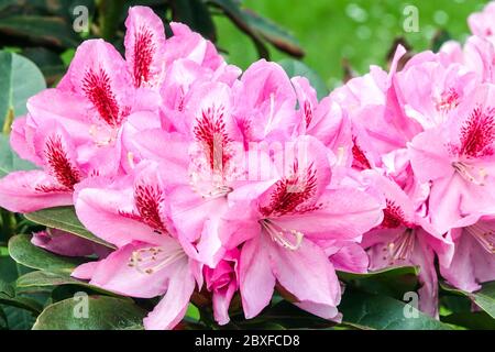 Rosafarbene Rhododendronblüten „Furnivalls Daughter“ blühende Sträucher Stockfoto