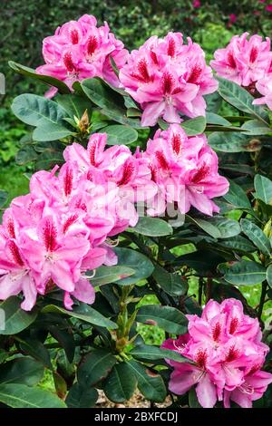 Rosafarbene Rhododendronblüte die Furnivalls-Tochter blüht Stockfoto