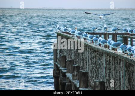 Möwen sitzen auf dem Pier vor dem Hintergrund des Atlantischen Ozeans Stockfoto