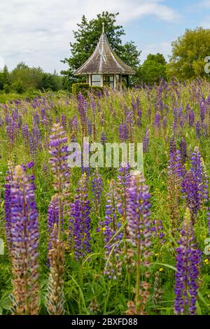 Wunderschöne blühende blaue Lupinen vor einem kleinen gemütlichen Teehaus mit einem spitzen Ziegeldach. Stockfoto