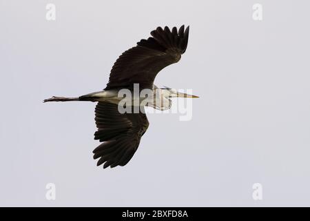 WESTERN Reef Heron, auch der westliche Riffreiher genannt, an der Nordostküste von Katar Stockfoto