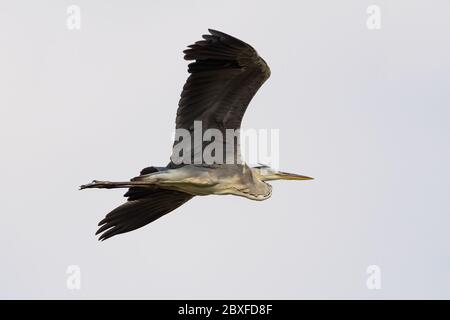 WESTERN Reef Heron, auch der westliche Riffreiher genannt, an der Nordostküste von Katar Stockfoto