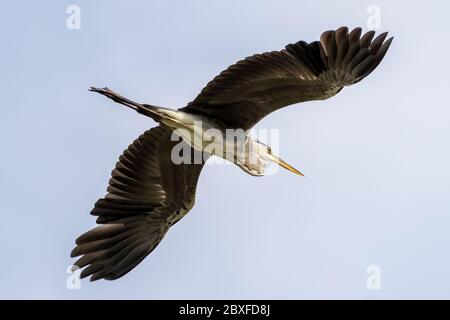 WESTERN Reef Heron, auch der westliche Riffreiher genannt, an der Nordostküste von Katar Stockfoto