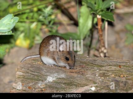 Holzmaus (Apodemus sylvaticus), die Samen isst, Großbritannien Stockfoto