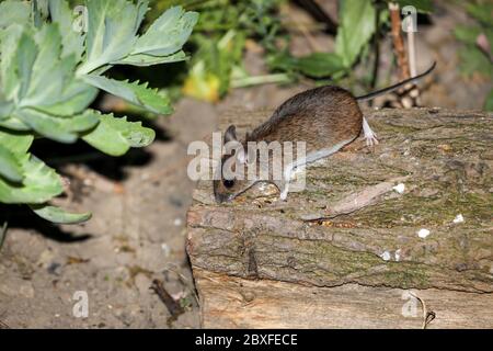 Holzmaus (Apodemus sylvaticus) in Garden Environment, UK Stockfoto