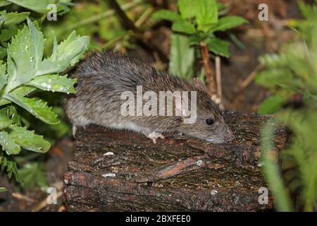 Braune Ratte (Rattus norvegicus) Fütterung im Regen in einer Gartenumgebung, Großbritannien Stockfoto