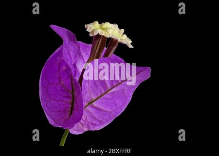 Purple Blossom - Bougainvillea glabra choisy - auf schwarzem Hintergrund, Makroaufnahme, von links Stockfoto