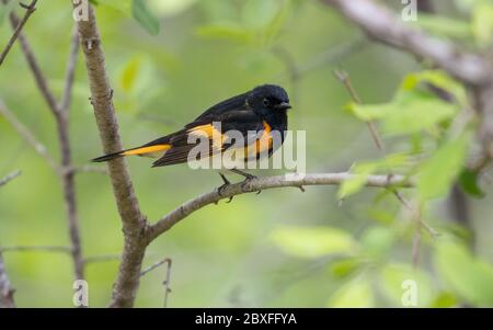 American Redstart 16. Mai 2020 Beaver Creek Nature Area, South Dakota Stockfoto