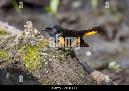 American Redstart 21. Mai 2020 Outdoor Campus, Sioux Falls, South Dakota Stockfoto