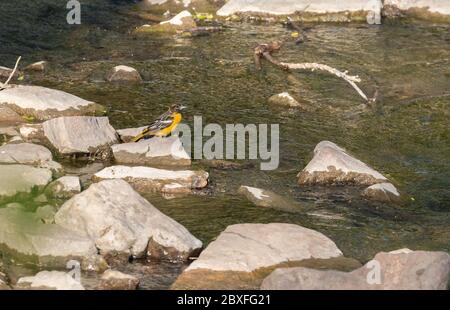 Baltimore Oriole 15. Mai 2020 Perry Nature Area, in der Nähe der Sioux Falls, SD Stockfoto