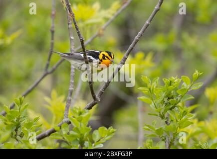 Blackburnian Warbler 16. Mai 2020 Beaver Creek Nature Area, South Dakota Stockfoto