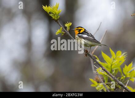 Blackburnian Warbler 16. Mai 2020 Beaver Creek Nature Area, South Dakota Stockfoto