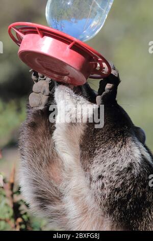 Coatimundi 27. Dezember 2018 Madera Canyon, Arizona Stockfoto