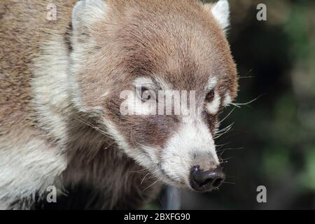 Coatimundi 27. Dezember 2018 Madera Canyon, Arizona Stockfoto