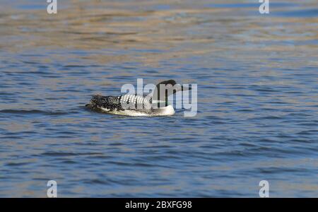 Common Loon 28. April 2018 Wall Lake, South Dakota Stockfoto