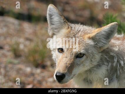 Coyote Portrait 7. August 2007 Yellowstone Nationalpark, nahe Old Faithful Canon 20D. 400 5,6 L Stockfoto