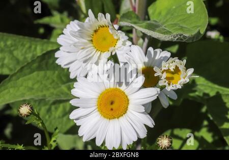 Schöne weiße margerite Blüten auf einem grünen Feld. Leucanthemum vulgare. Sonniger Sommertag. Stockfoto