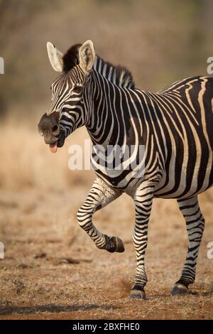 Ein Zebra-Vertikalfoto für Erwachsene mit nach oben geknieltem und nach außen gezockenem Zungenbild im warmen, goldenen Nachmittagslicht im Kruger Park Südafrika Stockfoto