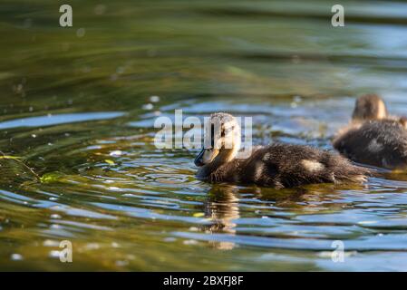 Eine junge Stockente, die Entenduke, anas platyrhynchos, Nahaufnahme und im Profil, mit einem Bokeh Hintergrund auf einem Teich in Großbritannien tabbling Stockfoto