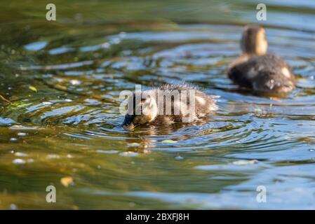 Eine junge Stockente, die Entenduke, anas platyrhynchos, Nahaufnahme und im Profil, mit einem Bokeh Hintergrund auf einem Teich in Großbritannien tabbling Stockfoto