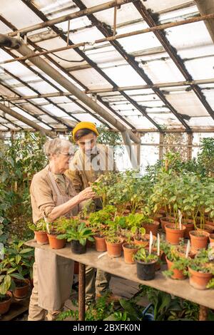 Senior Züchter Überprüfung Wanzen auf Pflanzenblättern zusammen mit jungen Assistenten im Gewächshaus Stockfoto
