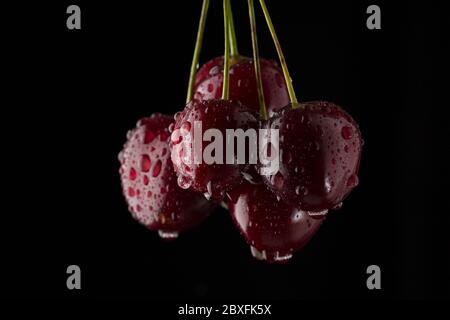 Reife rote Kirschen mit Wassertropfen auf kontrastierendem schwarzen Hintergrund Stockfoto