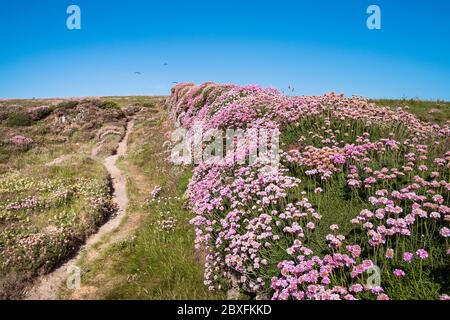 Armeria maritima Sea Thrift Sea pink wächst auf einer alten traditionellen Cornish Hecke in Newquay in Cornwall. Stockfoto