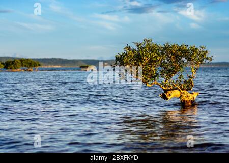 Single Grey Mangrove (Avicennia Marina) umgeben von Wasser. Stockfoto