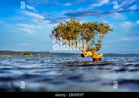 Single Grey Mangrove (Avicennia Marina) umgeben von Wasser. Stockfoto