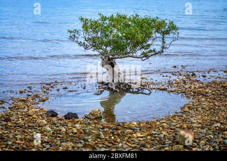 Single Grey Mangrove (Avicennia Marina) bei Ebbe am Kiesstrand. Stockfoto