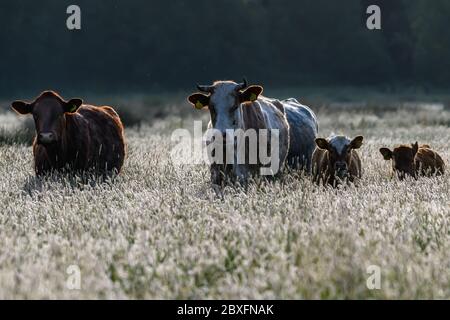 Kühe mit Kälbern auf einem Feld von langem Gras Stockfoto