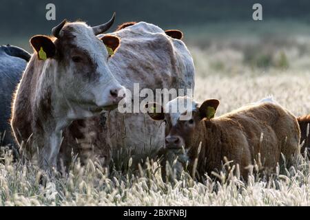 Kühe mit Kälbern auf einem Feld von langem Gras Stockfoto