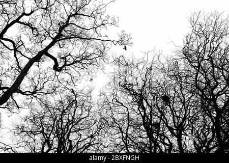 Eine schwarz-weiße Silhouette von drei Saatkrähen, die zwischen Nestern einer kleinen Saatkrähenkolonie zwischen den verdrehten Zweigen einer Baumgruppe fliegen. Stockfoto