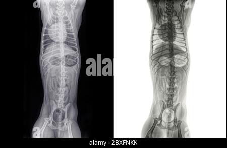 Dorso ventral digitale Röntgenaufnahme des Thorax und Abdomens einer gesunden, etwas mageren Katze. Isoliert auf weiß und schwarz Stockfoto