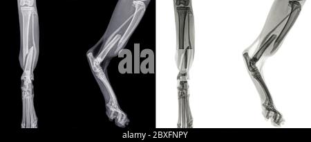 Digitale Vorder- und Seitenansicht Röntgenaufnahme des Hinterbeins einer Katze mit einem Schienbeinbruch (Tibia). Isoliert auf Schwarz und Weiß Stockfoto
