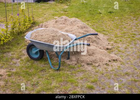 Nahaufnahme der Schubkarre mit trockenem Gras in der Nähe von neu bepflanzten Büschen beladen. Gartenkonzept. Stockfoto