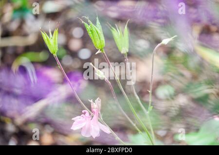 Aquilegia Samenköpfe im Kirchengarten Heysham UK Stockfoto