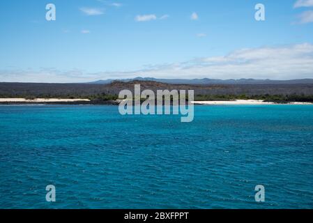 Palo santo Bäume nahe der Küste von Santa Cruz auf den Galapagos Inseln. Stockfoto