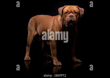 Französische Mastiff Dogue de Bordeaux Studioaufnahme Stockfoto