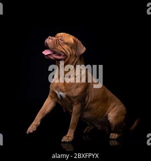 Französische Mastiff Dogue de Bordeaux Studioaufnahme Stockfoto