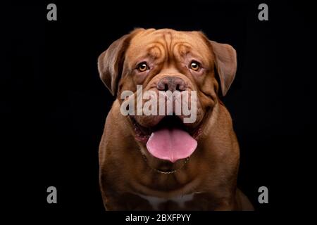 Französische Mastiff Dogue de Bordeaux Studioaufnahme Stockfoto