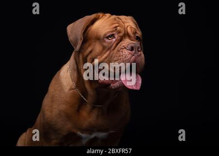 Französische Mastiff Dogue de Bordeaux Studioaufnahme Stockfoto
